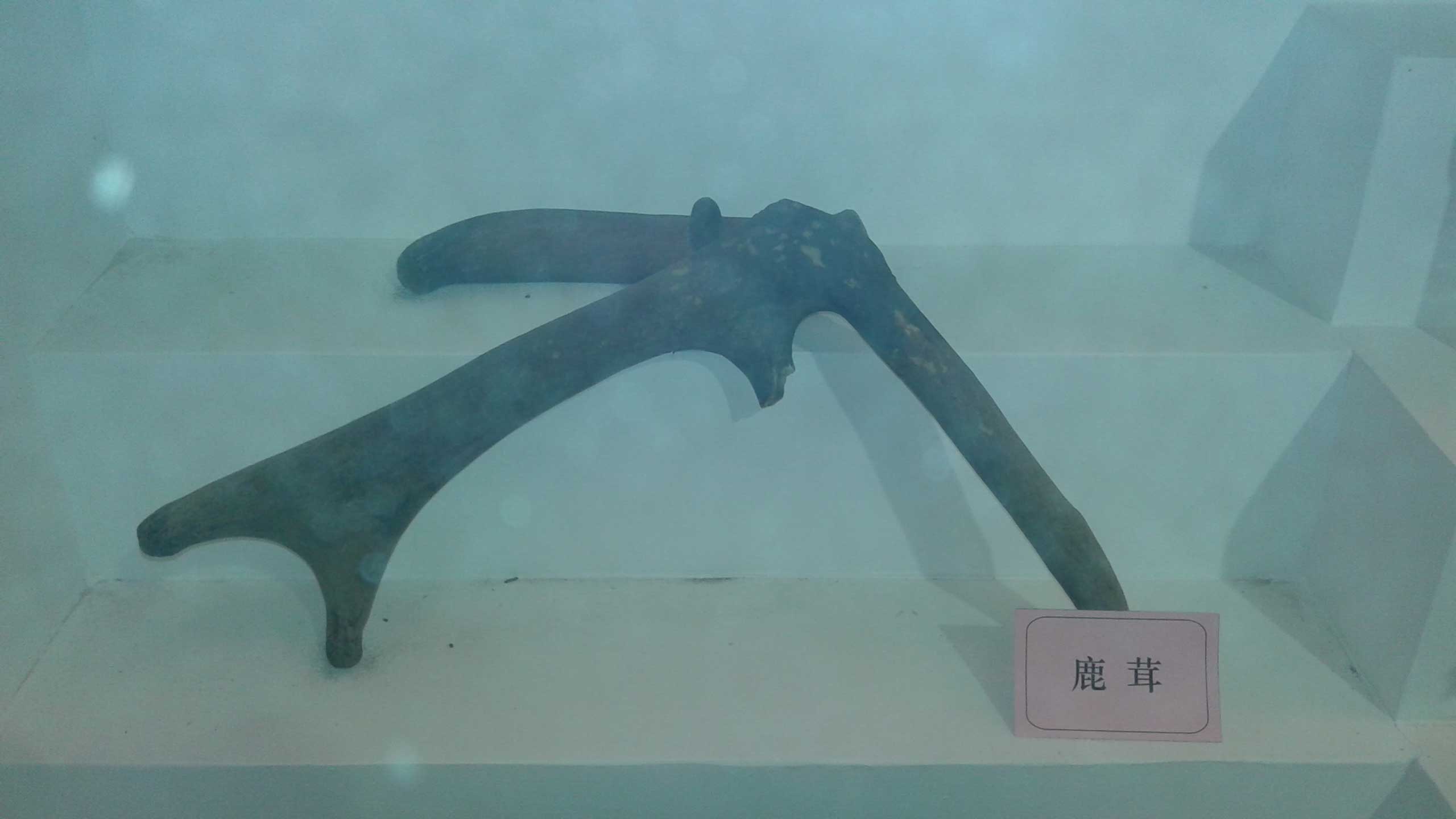 中药贵细标本