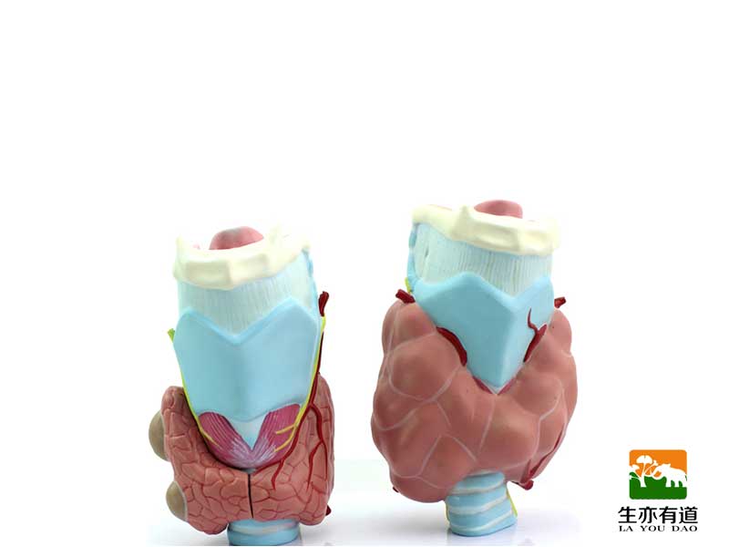 喉及甲状腺模型