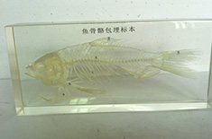  包埋标本之鱼骨骼 