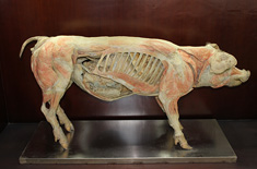 猪整体塑化标本