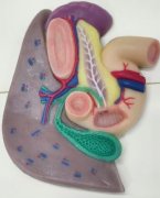 仿真人体肝脏模型