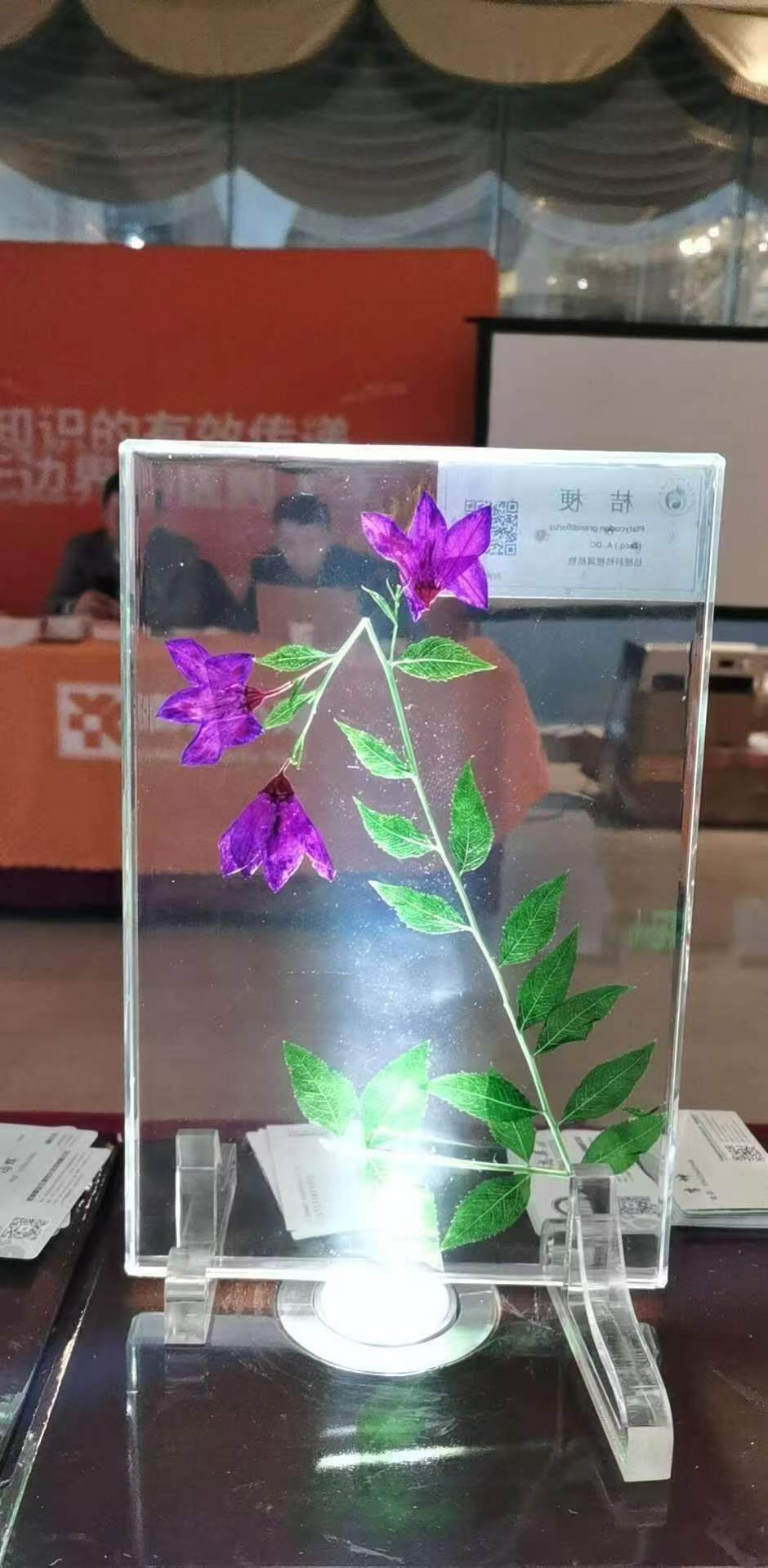 植物腊叶标本