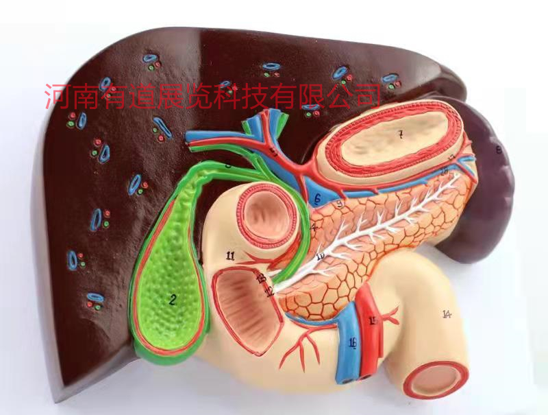 肝胰脾十二指肠模型