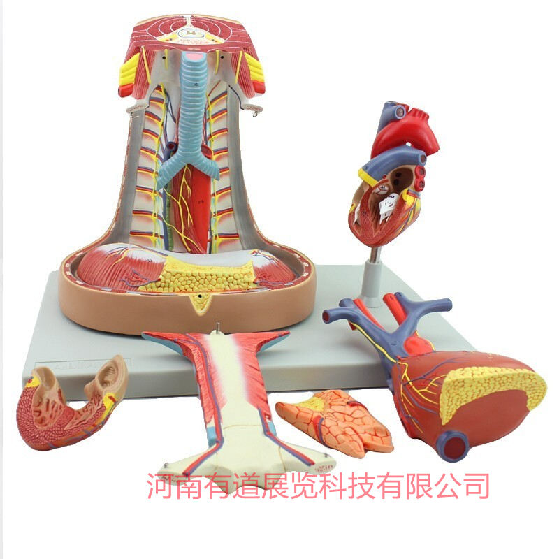 纵膈解剖模型