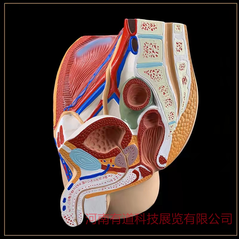 男性盆腔正中矢状切模型