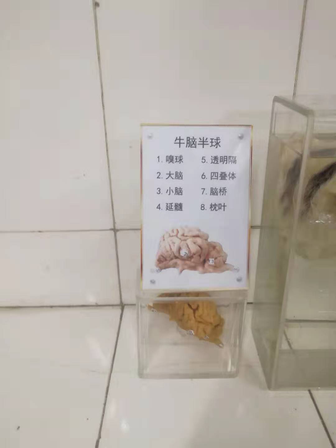 牛脑半球塑化