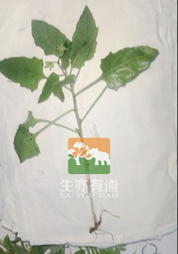 标本预处理