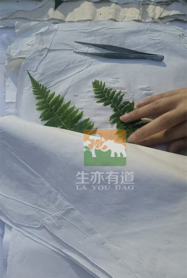 植物标本压制