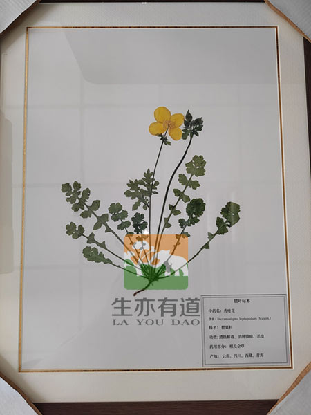 腊叶标本成品