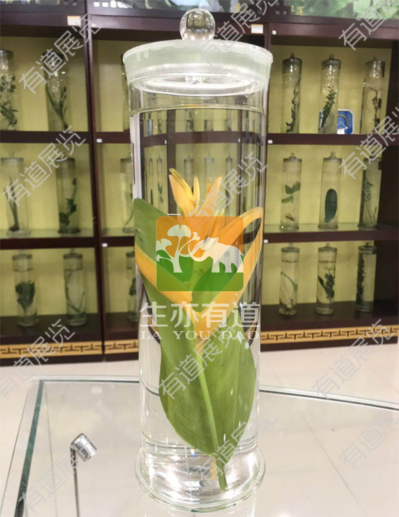 植物浸制标本