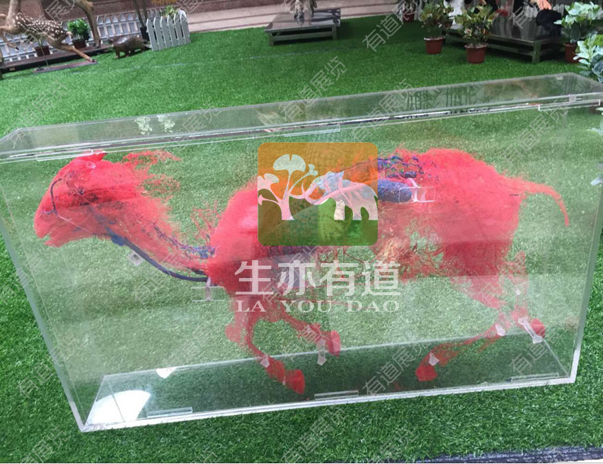 羊的铸型标本
