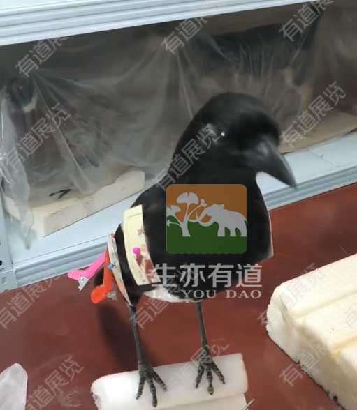 鸟类标本