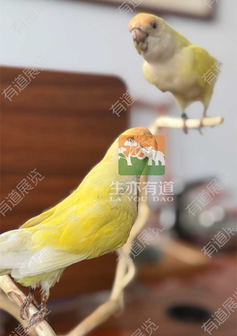鹦鹉标本