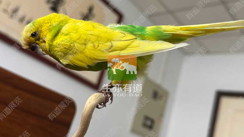 鹦鹉标本