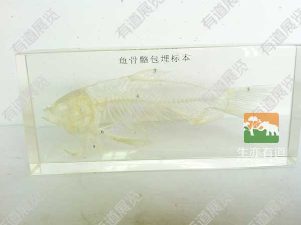 鱼类骨骼包埋标本