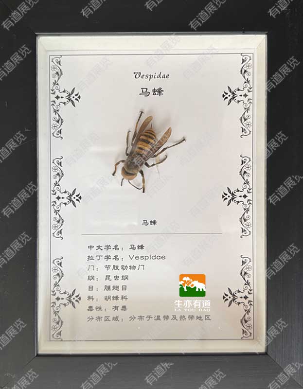 马蜂标本