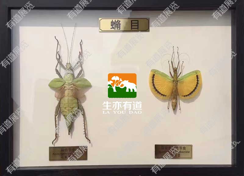 竹节虫标本