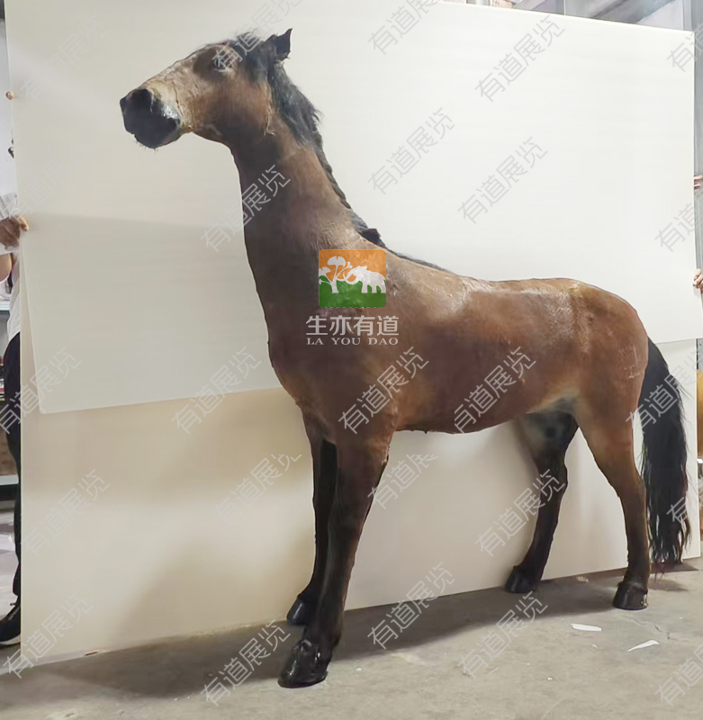 马剥制标本