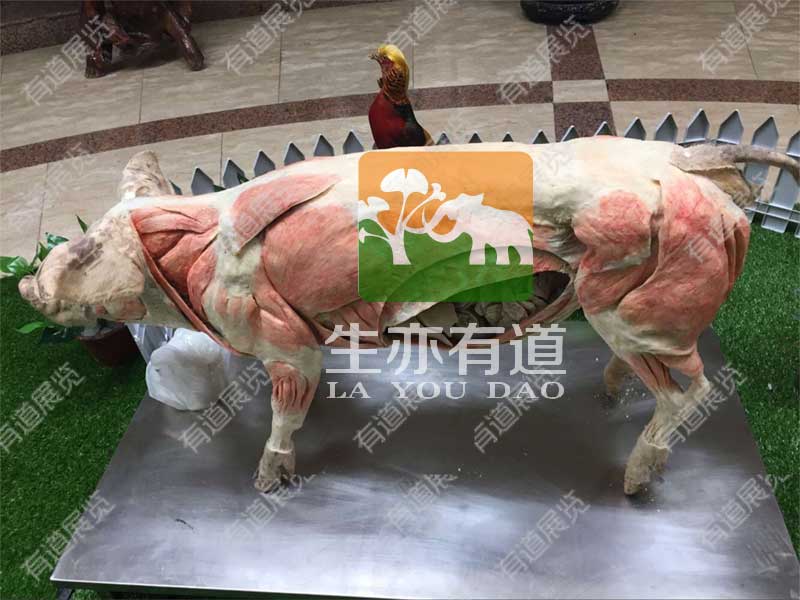 动物塑化标本