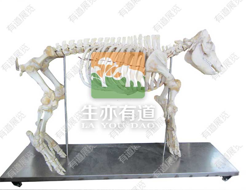 动物骨骼标本