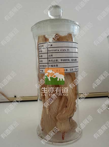 中药生药标本
