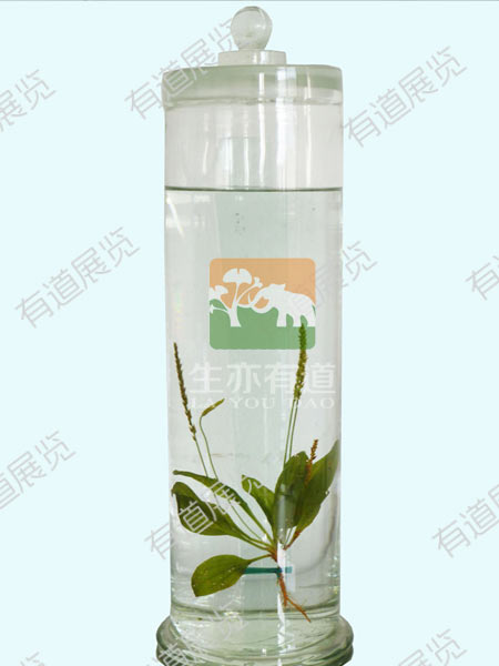 浸制标本