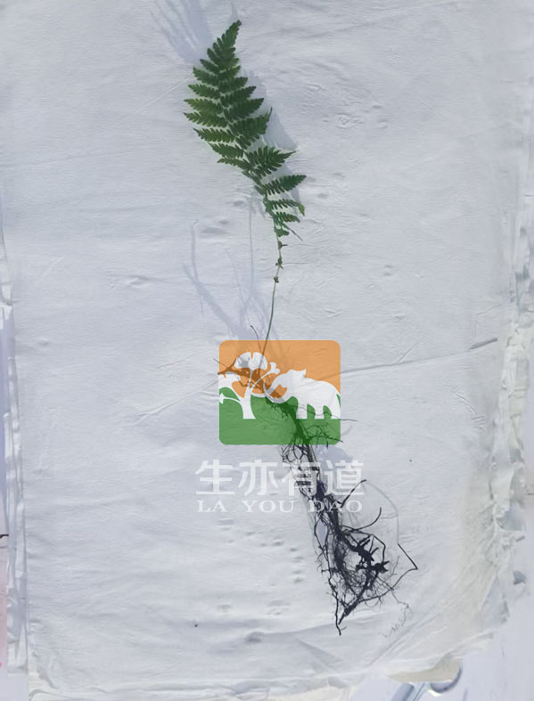 腊叶标本制作