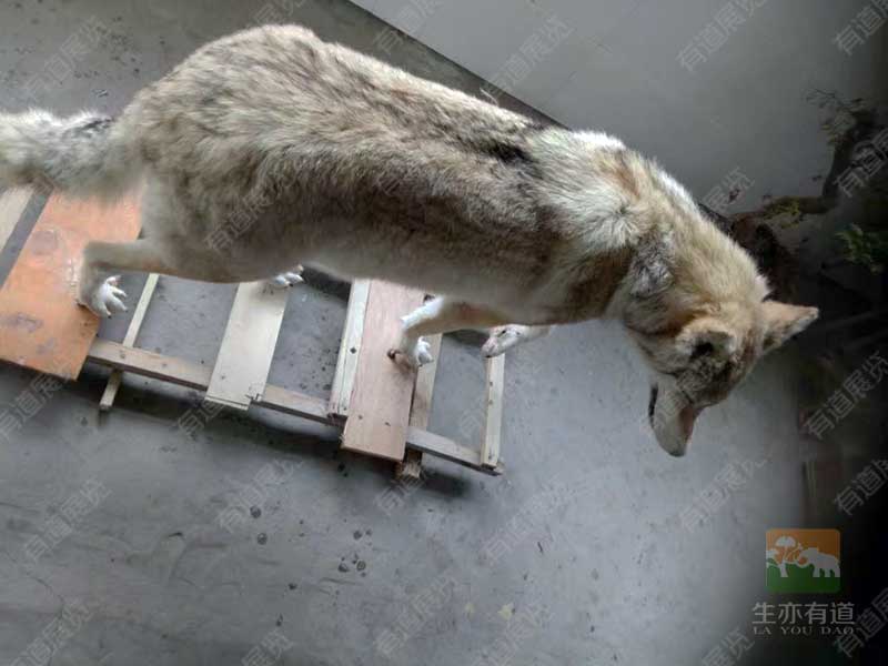 狼剥制标本