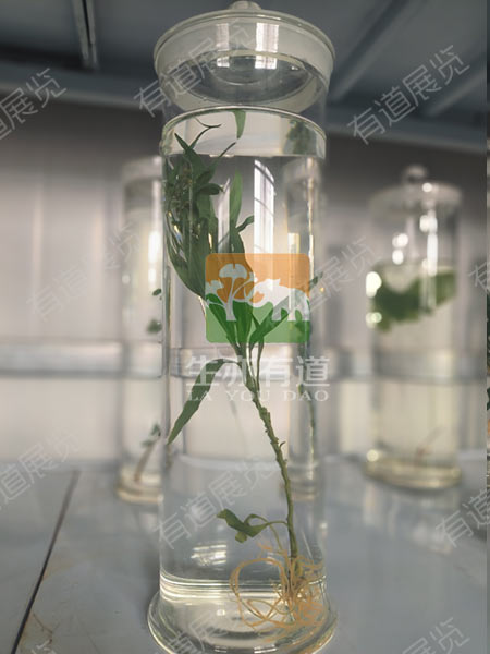 浸制标本