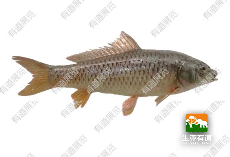 鱼类标本