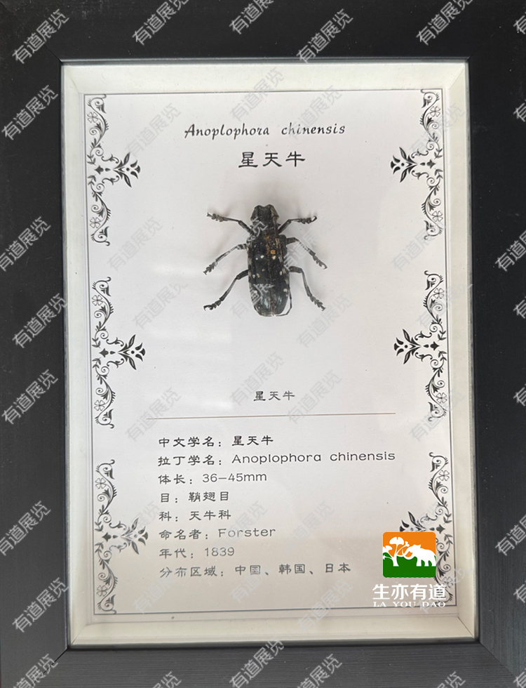 天牛甲虫标本