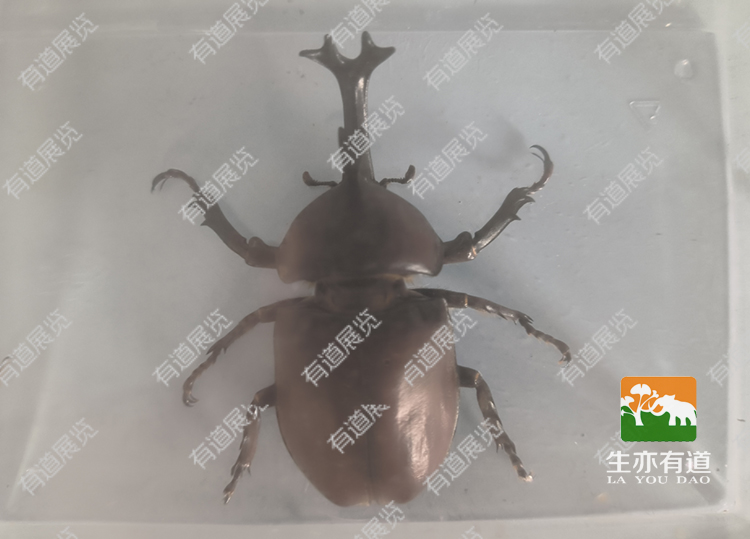 甲虫标本