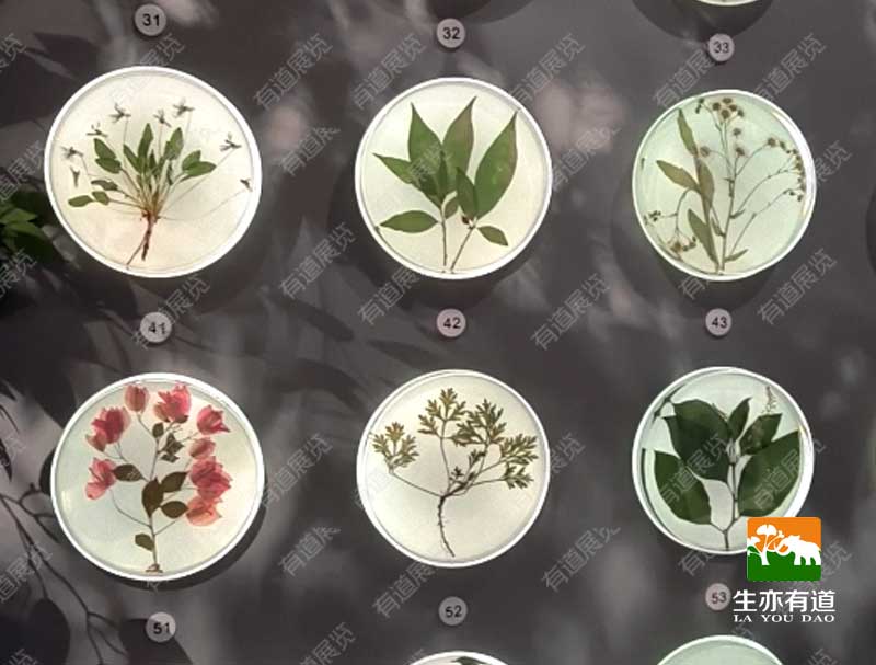 植物包埋标本