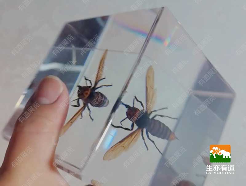 昆虫树脂包埋标本