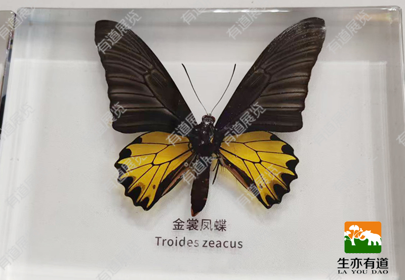 蝴蝶树脂包埋标本