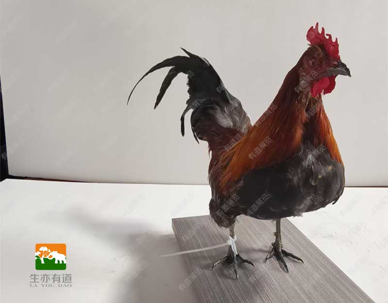 公鸡标本