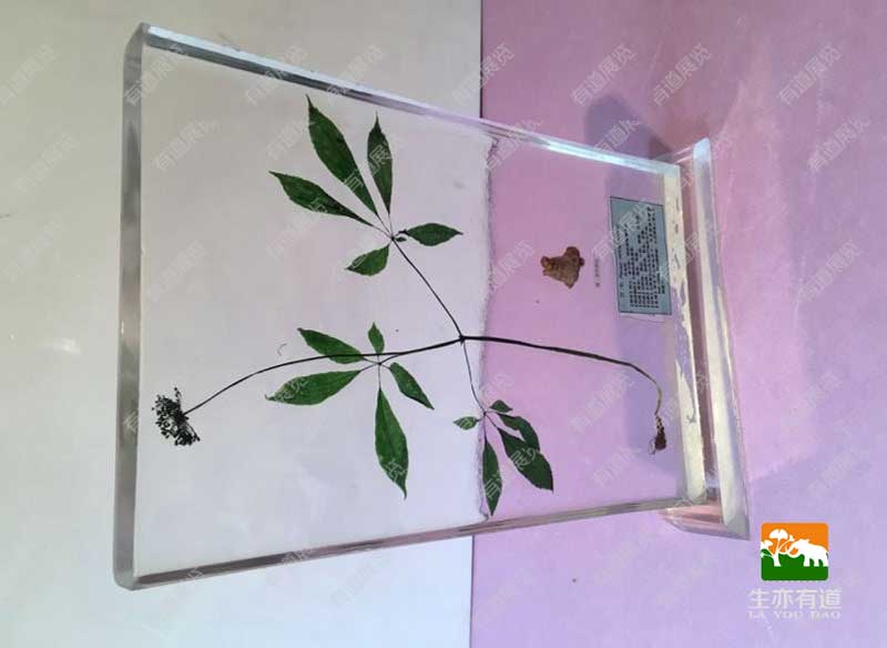 植物包埋标本