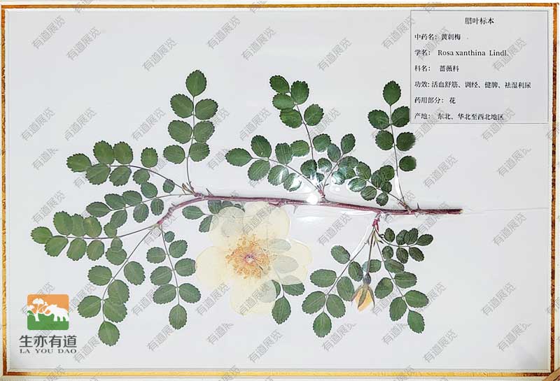 腊叶标本--黄刺梅