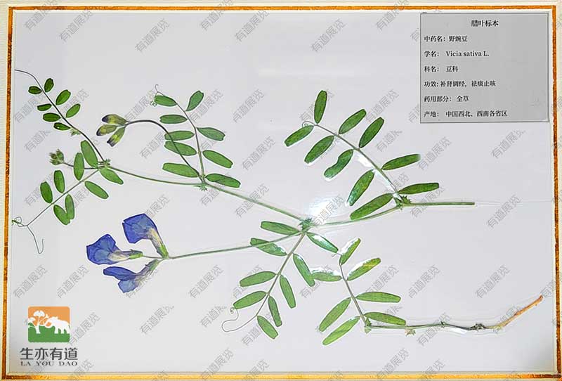 腊叶标本--野豌豆