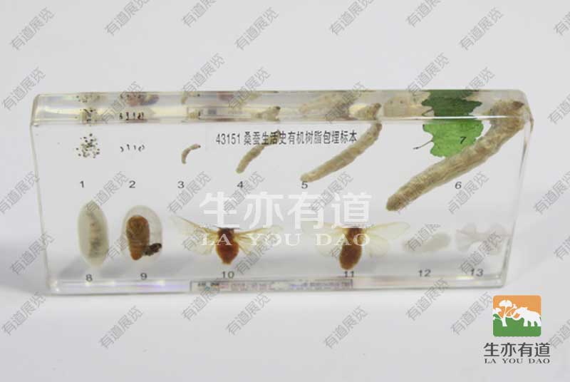生活史包埋标本