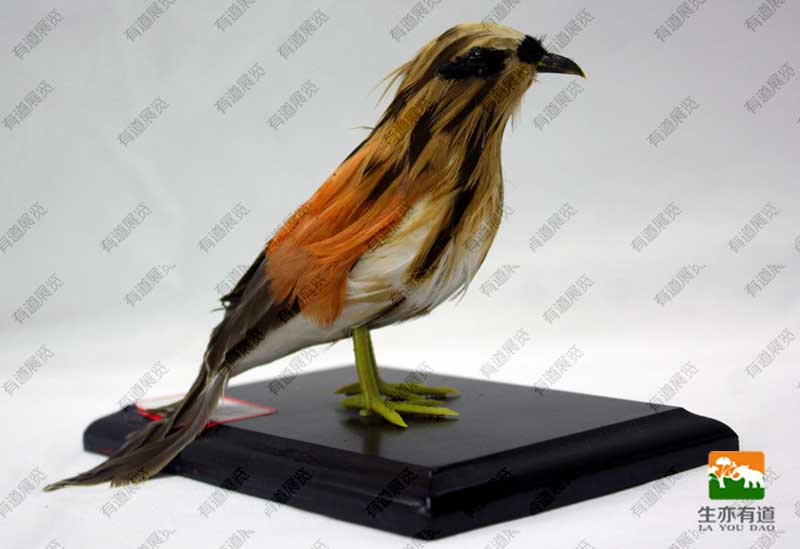 伯劳鸟剥制标本
