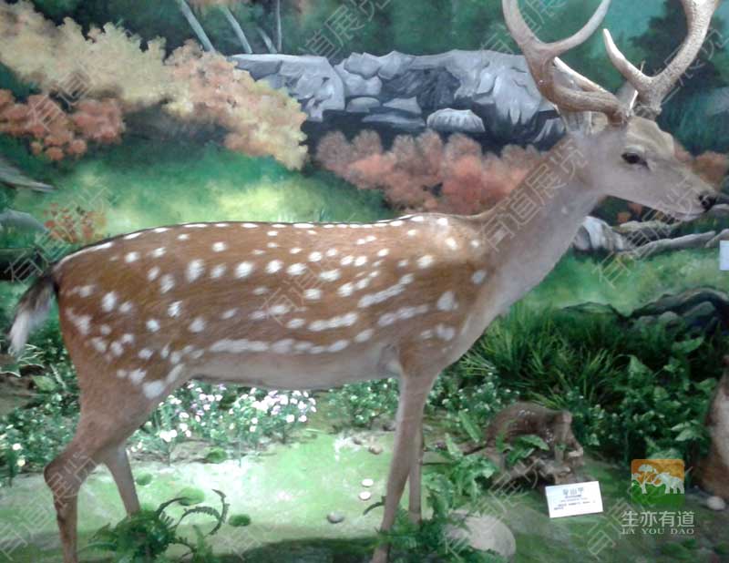 梅花鹿剥制标本