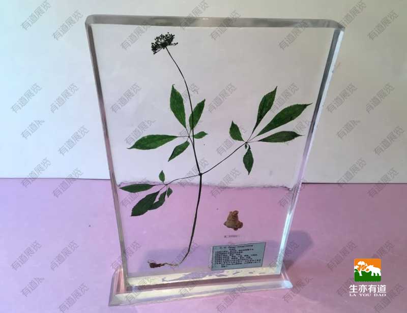 透明树脂植物标本