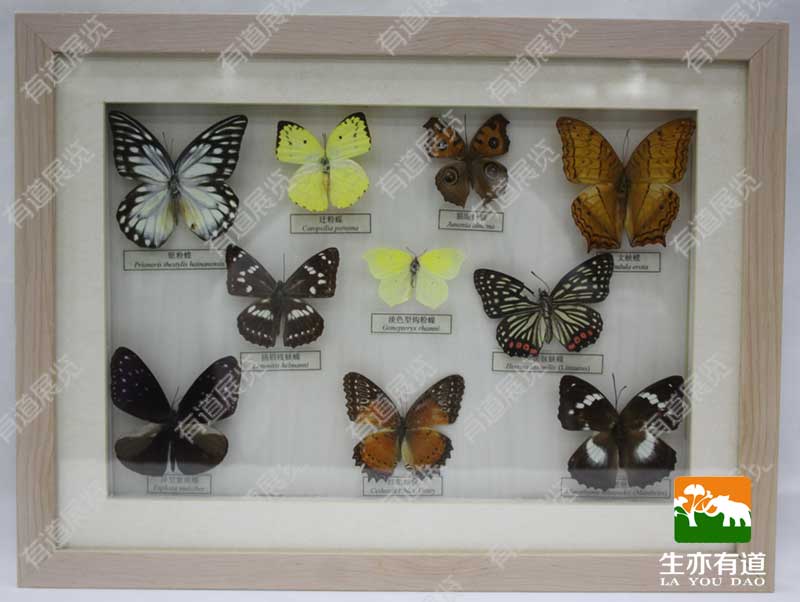 蝴蝶标本框