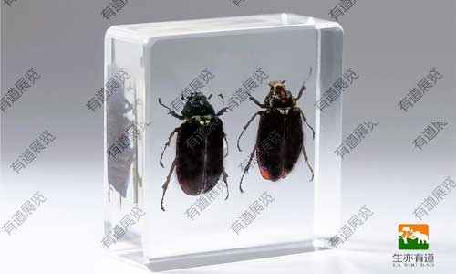 昆虫标本选材要素：如何挑选具科研价值的完整个体？