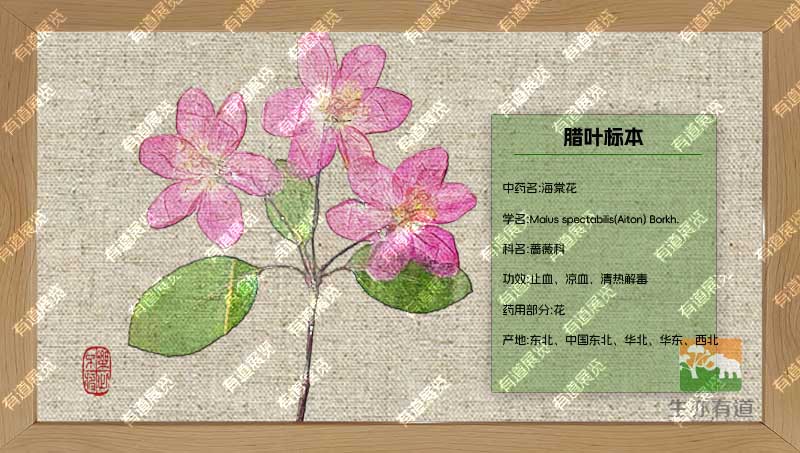 海棠花腊叶标本