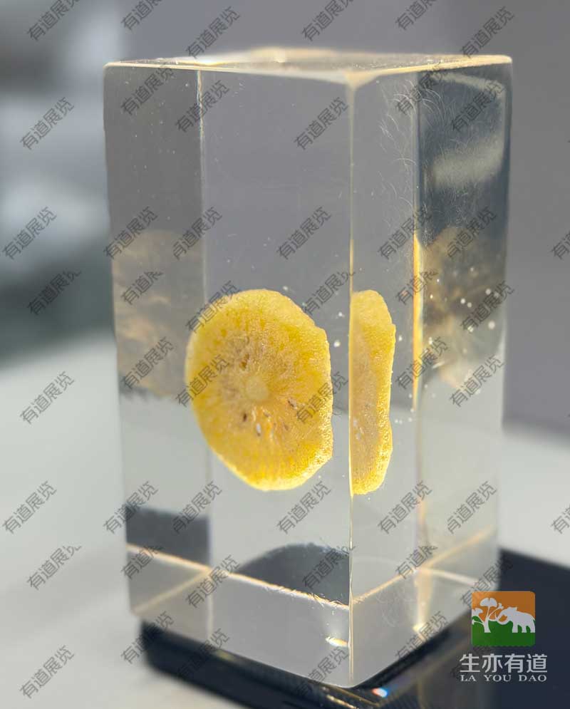 香蕉果实包埋标本