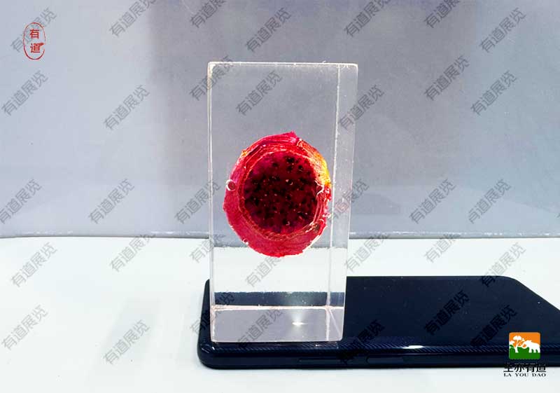 火龙果包埋标本