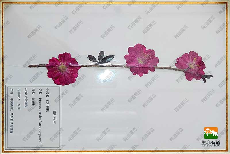 红叶碧桃腊叶标本