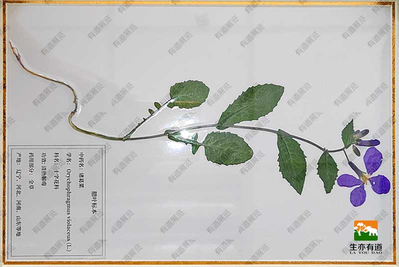 诸葛菜腊叶标本